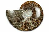 Polished Ammonite (Cleoniceras) Fossil - Madagascar #344314-1